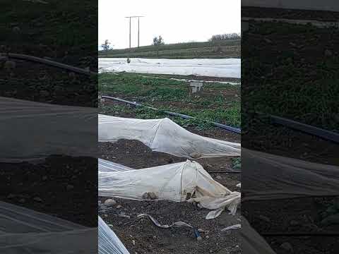 زراعة القرع