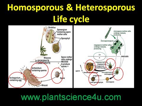 Vídeo: Diferencia Entre Pteridofitos Homosporosos Y Heterosporosos