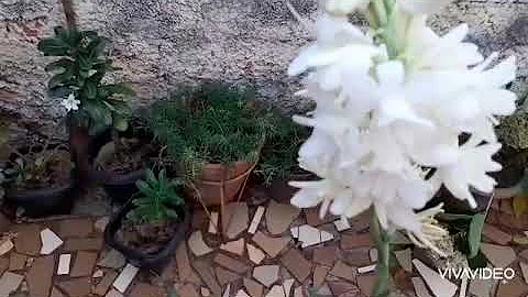 Como plantar flor Angélica?