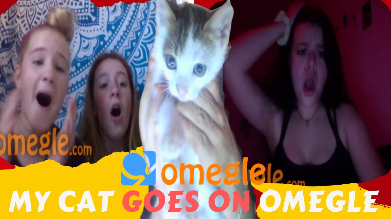 Omegle Funny Moments My Cat Surprise Girls Youtube 