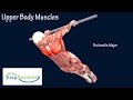 How to Back Lever Gymnastics Muscle Animation Planche EasyFlexibility