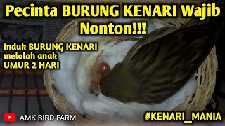 Proses Induk BURUNG KENARI ketika Meloloh ANAKAN KENARI yang baru berumur 2 hari || YS X F1YS