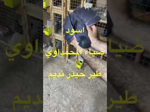 اسود ضياء المحمداوي طير حيدر نديم