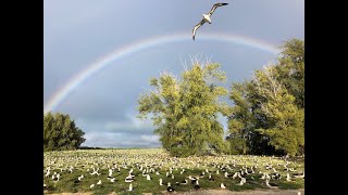 Images of Midway Atoll