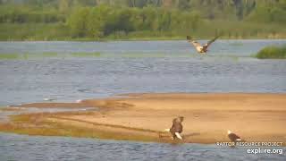 Mississippi River Flyway - you are not welcome