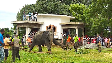 Catching an aggressive wild elephant that came to a village and releasing it back into the wild