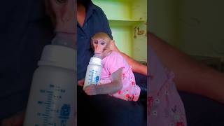 Tillu Babu Girl Friend Pavitra Vachindi 🫣🤣😂 #love #trending #shorts #reels #viral #monkey #emotional