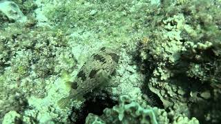 Longspined Porcupinefish Diodon Holocanthus In Xiaoliuqiu , Taiwan