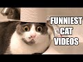 TRY NOT TO LAUGH WATCHING FUNNY CAT VIDEOS 2021 - Daily Dose of Laughter!