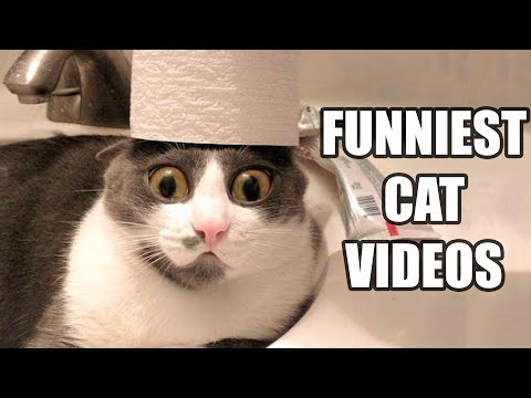 TRY NOT TO LAUGH WATCHING FUNNY CAT VIDEOS 2021 - Daily Dose of Laughter!