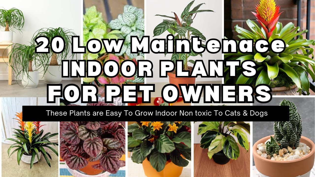 20 Low Light Indoor Plants Safe for Cats and Dogs || Safe & Stylish  Non-Toxic Plants for Pet owners