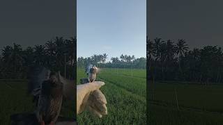 Burung Merpati ff ini Lagi Belajar terbang