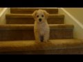 Barney the Schnoodle: Going Downstairs