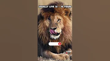 Scarface The Real Lion King Legend Scarface Africansafari Animal Kenyasafari Wildlife Safari 