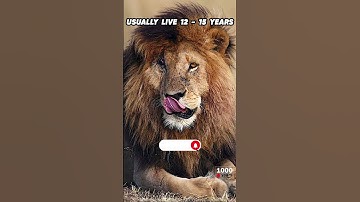Thumbnail of Scarface The Real Lion King | legend #scarface #africansafari #animal #kenyasafari #wildlife #safari