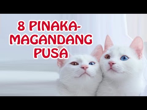 Video: Nangungunang 8 Mga Libangan Sa Pusa