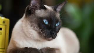 Siamese cat meowing