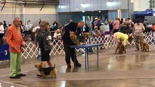 9917 Greeley Kennel Club Aussie Ring Day 2