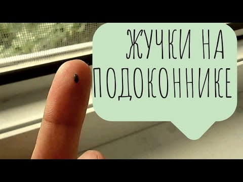 Жучки на подоконнике. Кто они 2 Кожеед или Хлебный точильщик?