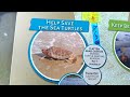 Sanibel council tables plan to lethally remove coyotes to protect sea turtle nests