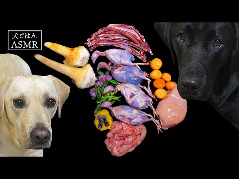 【ASMR  犬ごはん】うずら丸ごとを豪快に食べちゃうラブラドールレトリバーの咀嚼音/Raw Feeding/Dogs asmr