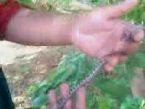 xxxHERPERxxx Baby Rat snake