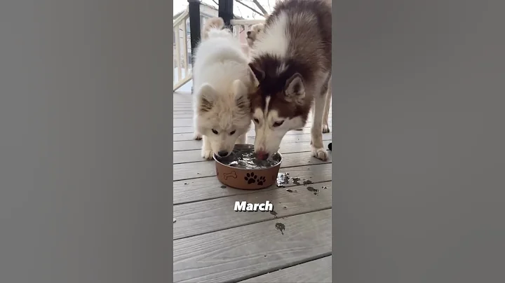 Watch my Samoyed puppy grow up from 8wks to a year 😍🐻‍❄️ #samoyedpuppy - DayDayNews