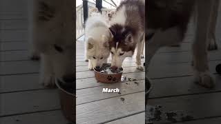 Watch My Samoyed Puppy Grow Up From 8Wks To A Year