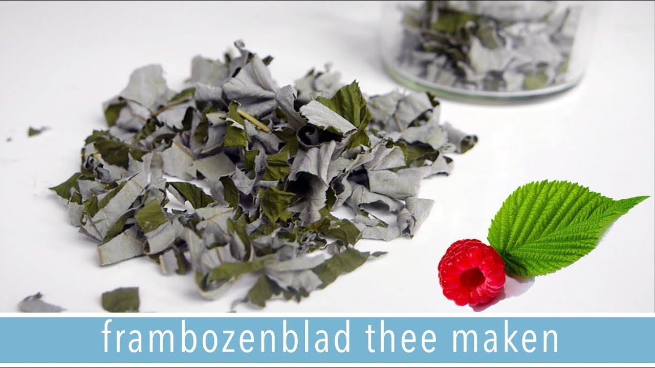 Frambozenblad Drogen Om Zelf Thee Te Maken Niet Zo Zwaar Hoor