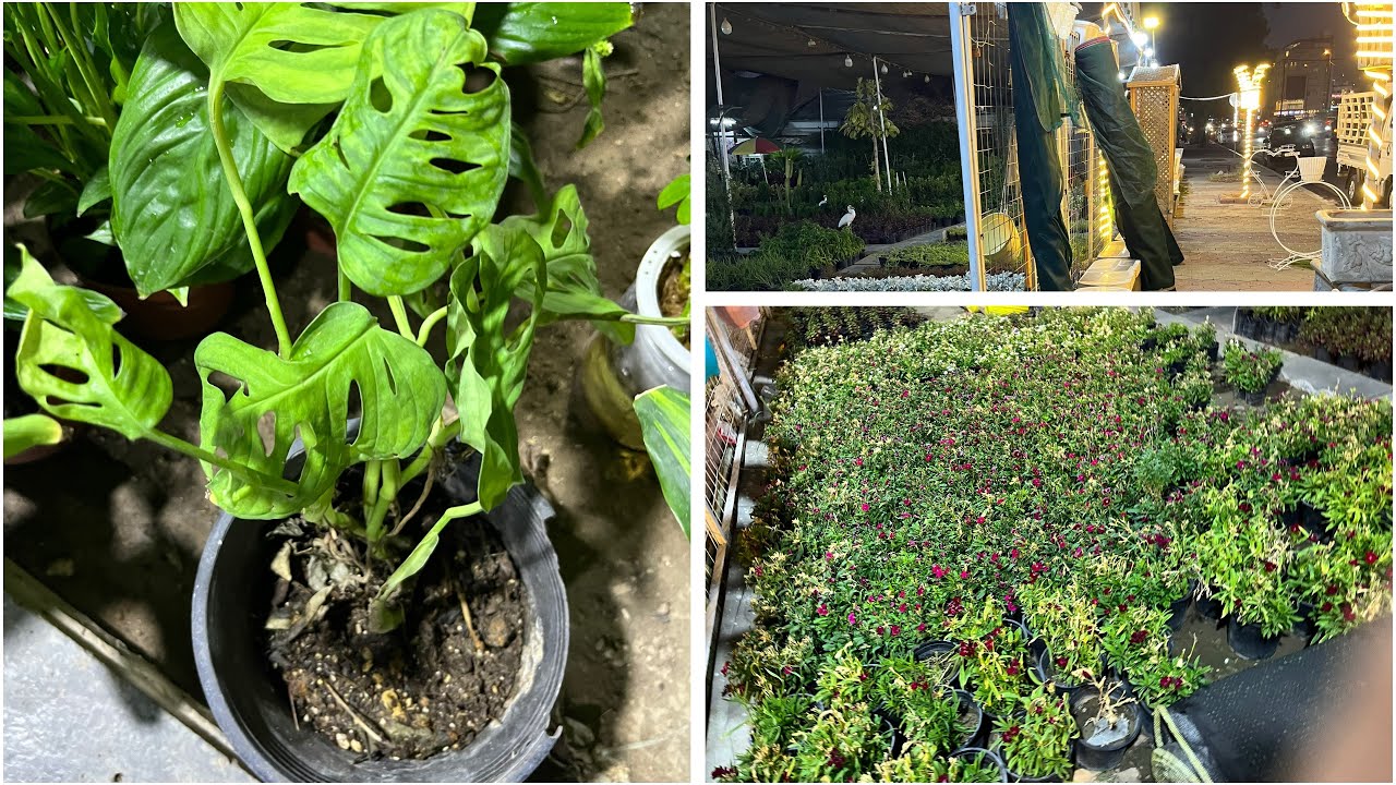 تنظيف عميق للبيت ،اشتريت زرع غيرلي مودي