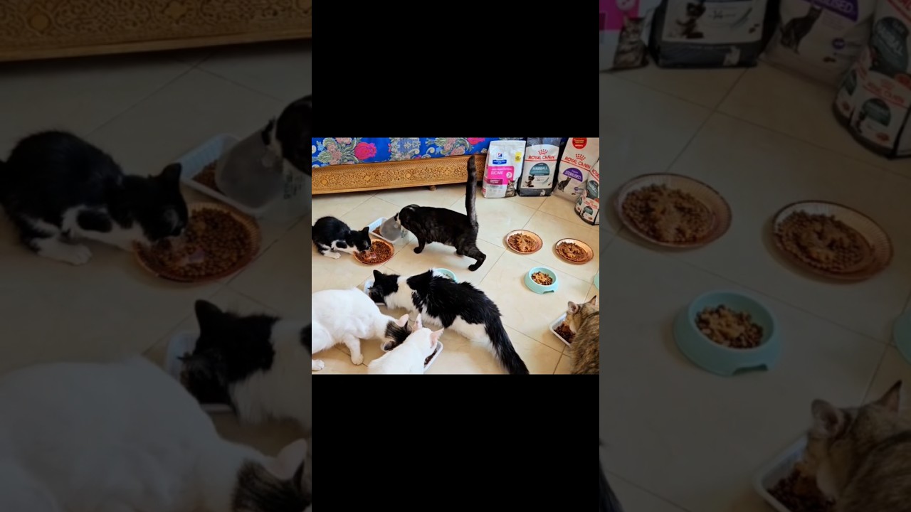 Happy cats eating together, the small kitten is so cute😻. 