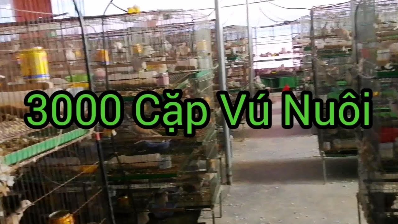 Toàn cảnh trại chim cu pháp 3000 cặp ở Bắc Giang