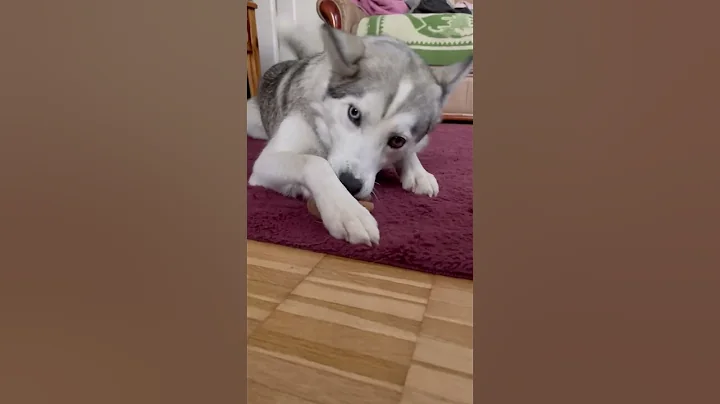 Runa-Husky. There's always something to do 😊!