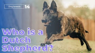 Dutch Shepherd: Embarking on Adventures Together by A dogsy 178 views 1 month ago 9 minutes, 46 seconds