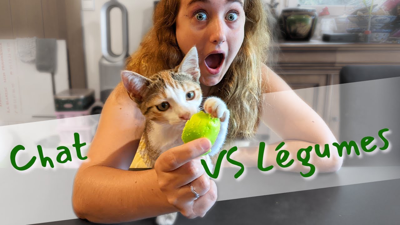 Diy Fabriquer Son Arbre A Chat Tutoriel Rangement Litiere Youtube Diy Fabriquer Son Arbre A Chat Tutoriel Rangement Litiere Youtube