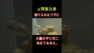 捨てられていたフグにザリガニを与えると shorts 釣り ガサガサ アクアリウム アウトドア