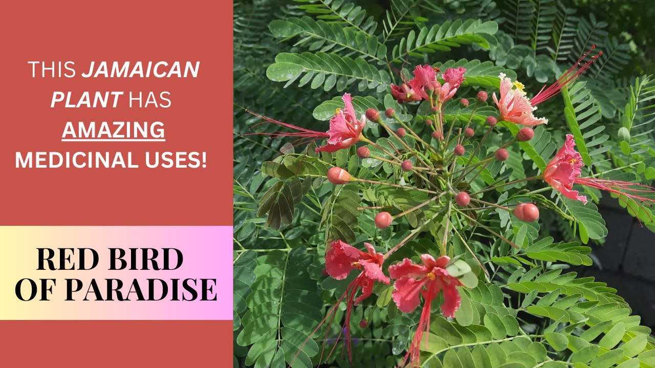 NATURAL MEDICINE for ASTHMA, BRONCHITIS & COUGHS + more / RED BIRD OF