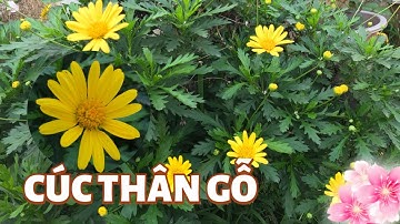 Cúc thân gỗ rất đẹp dễ trồng và dễ chăm sóc