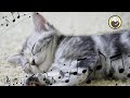 Cat Purring - Peaceful Music for Sleep, Relaxation, Stress Relief, Concentration