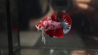 Fancy Red Koi Full Galaxy Halfmoon Plakat Hmpk Betta Big One