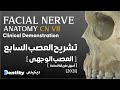 أسهل طريقة لفهم العصب السابع Facial Nerve Anatomy 