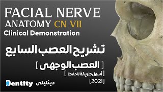 أسهل طريقة لفهم العصب السابع | Facial Nerve Anatomy