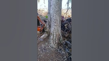 Amazing!! Cut down a big and long teak tree #chainsaw#wood#woodcutting#shorts