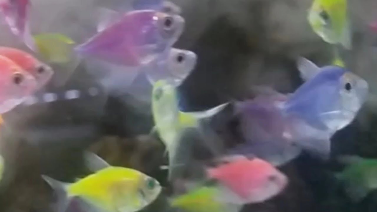 pregnant glofish