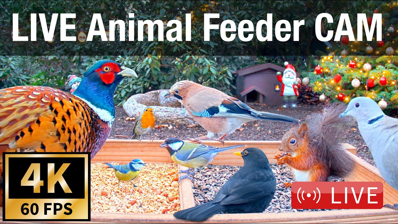 LIVE 4K 60fps Animal & Bird Feeder Cam - Hedgehog & Bird Watching (3D  Binaural Audio) ASMR HQ - YouTube