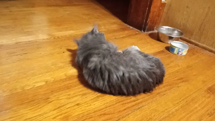 Untitled video