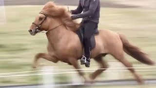 first prize stallion after two honorary parents