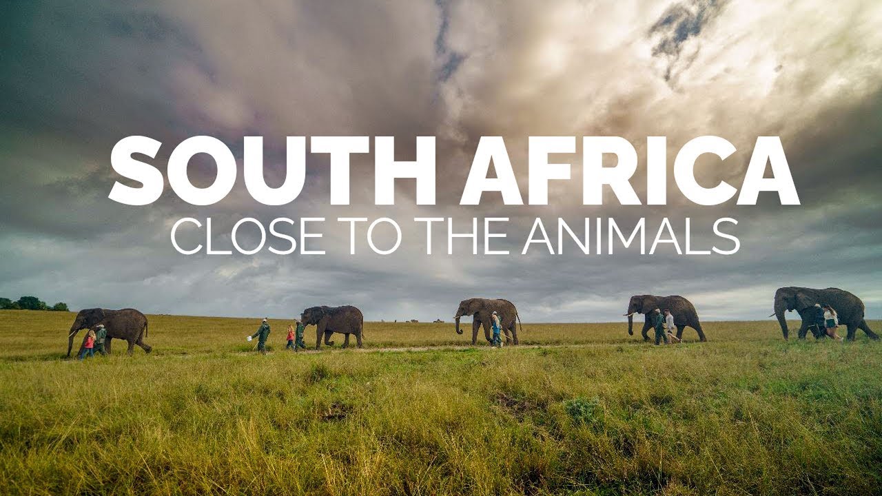 🌍 KEEPING THEM WILD | Part 2: Close to the Animals - Drummonds in South Africa🌍