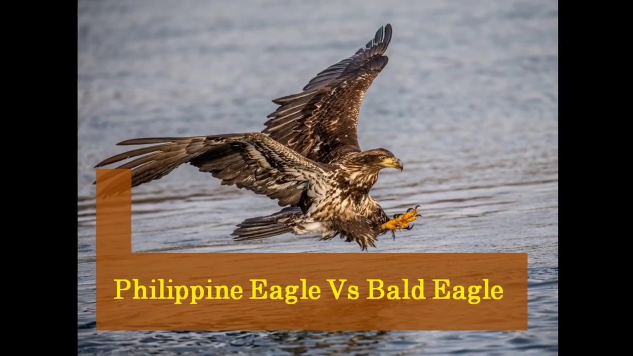 Philippine eagle VS Bald eagle YouTube