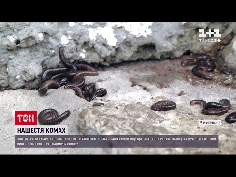 Жителів Рівненської області атакують багатоніжки